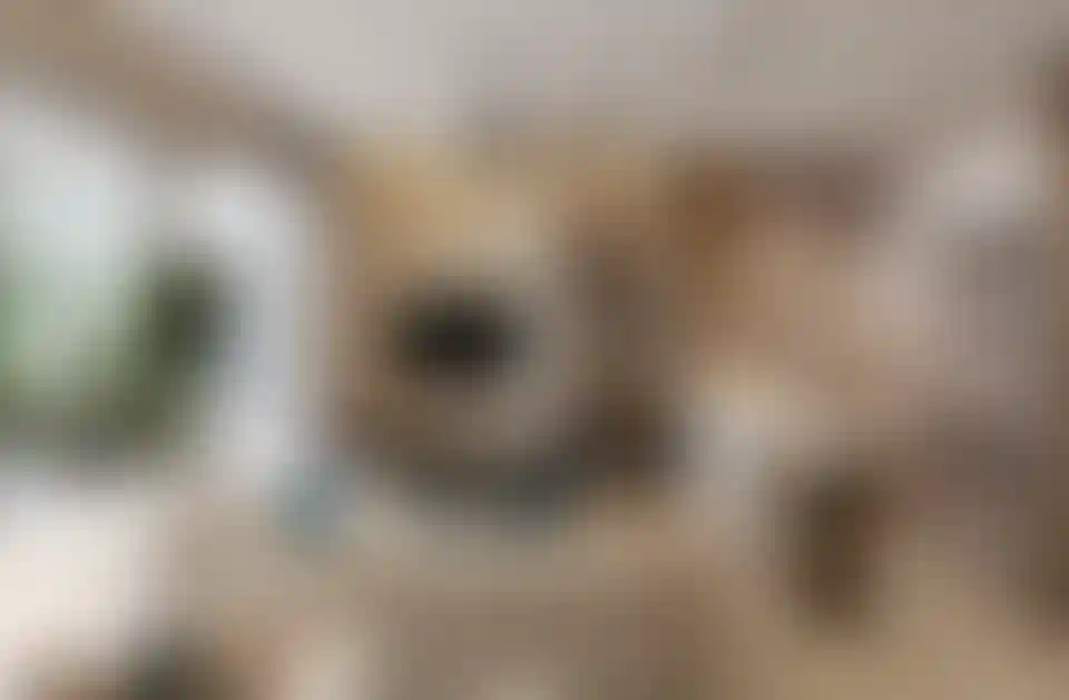 image for main block