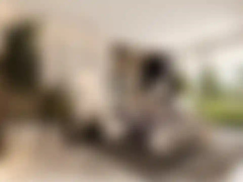 image for main block