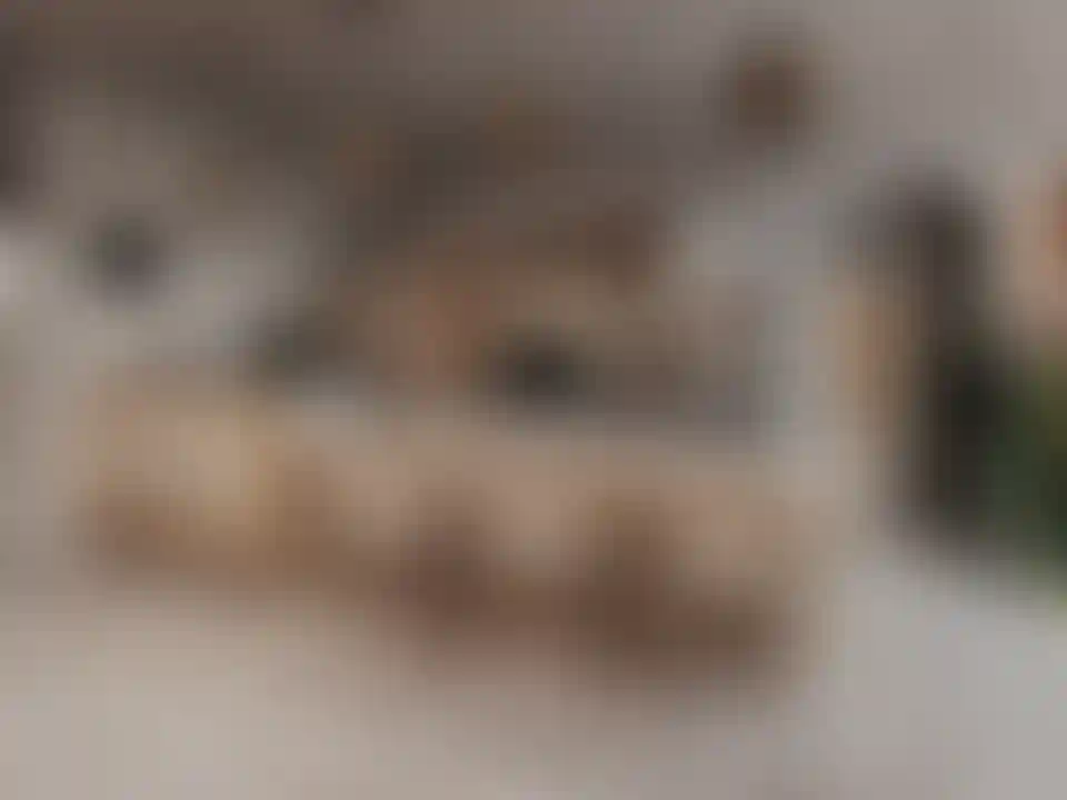 image for main block