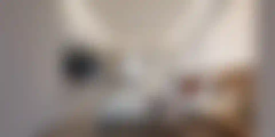 image for main block