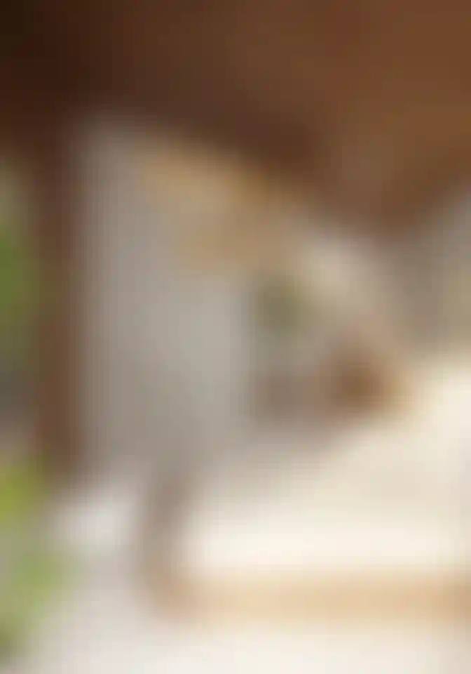 image for main block