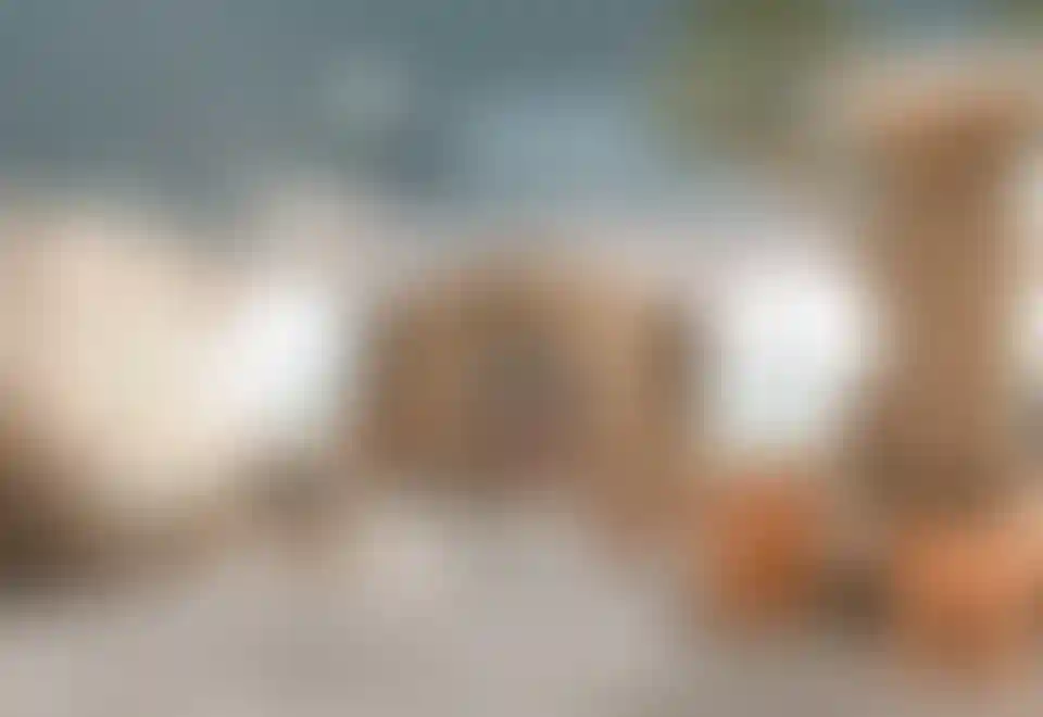 image for main block