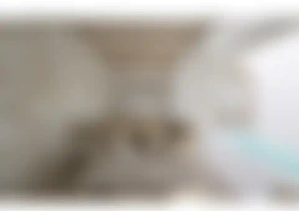 image for main block