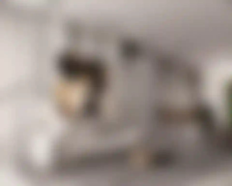 image for main block