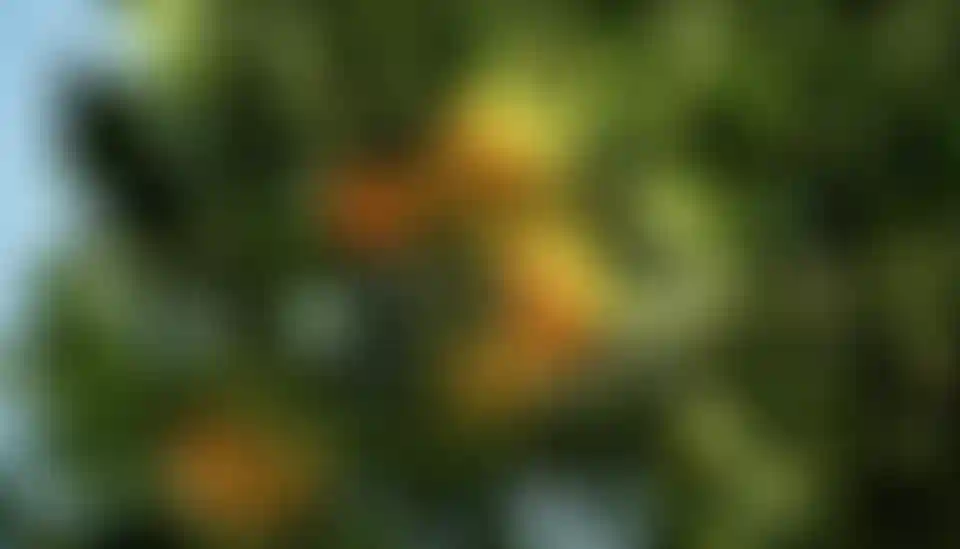 image for main block