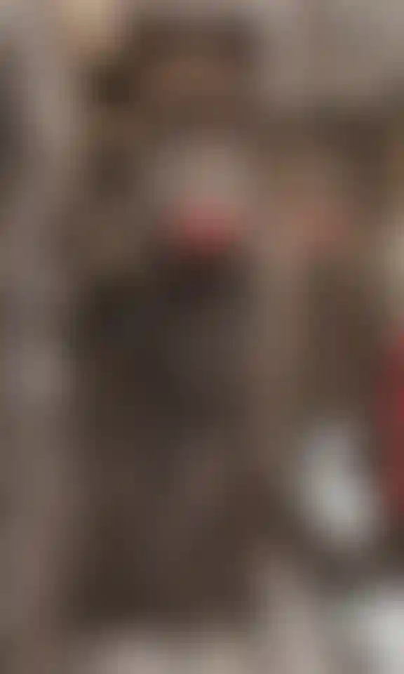 image for main block