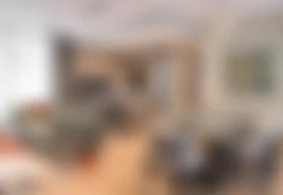 image for main block