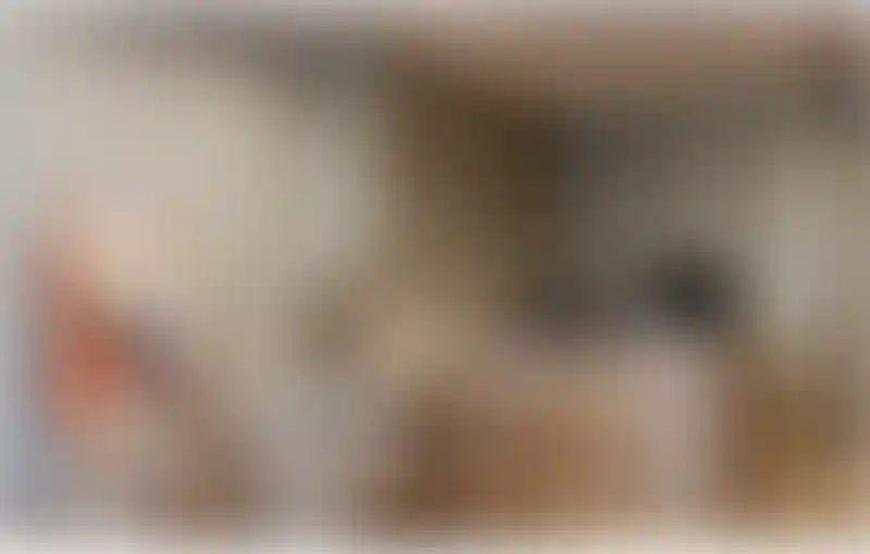 image for main block