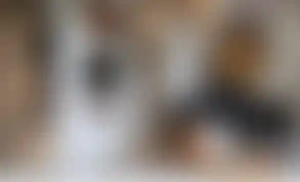 image for main block