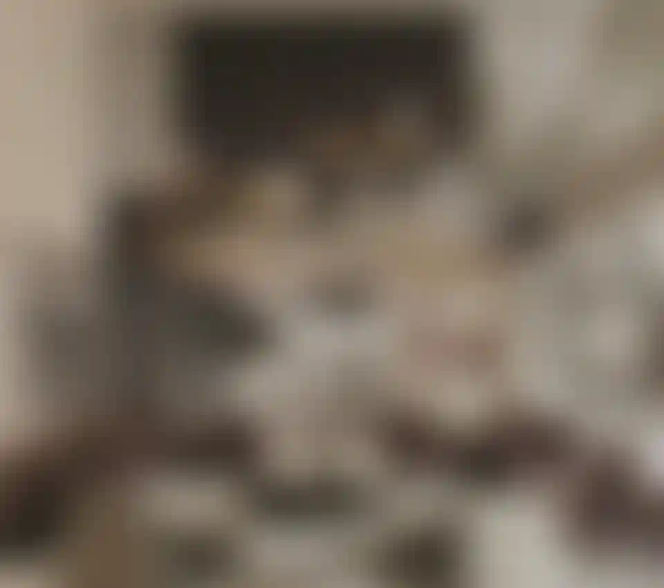 image for main block